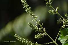 Lepisanthes rubiginosa